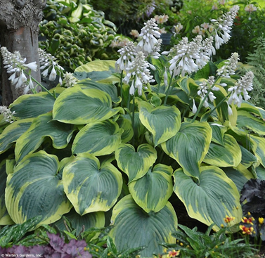 Хоста Ерз Энджел